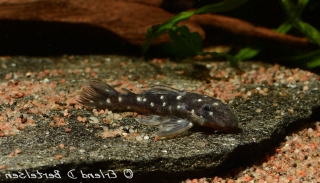 Hypancistrus vandragti