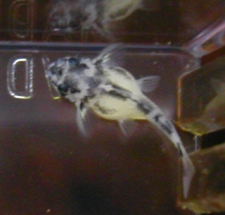 Hypancistrus zebra