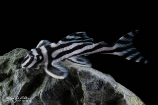Hypancistrus zebra