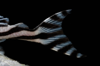 Hypancistrus zebra