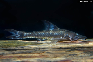 Hypoptopoma incognitum