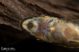 Hypoptopoma psilogaster