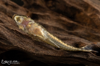 Hypoptopoma psilogaster