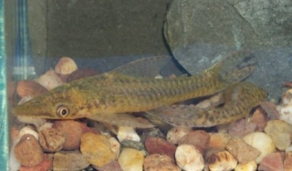 Hypoptopoma thoracatum Hypoptopoma thoracatum