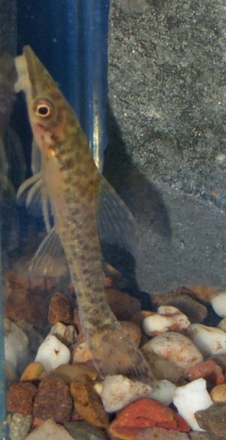 Hypoptopoma thoracatum Hypoptopoma thoracatum