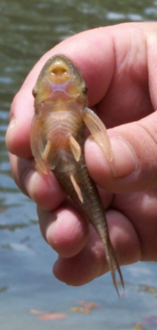 Hypoptopoma thoracatum Hypoptopoma thoracatum