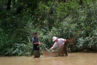 Hypoptopoma thoracatum Hypoptopoma thoracatum