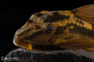 Hypostomus basilisko