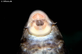 Hypostomus pusarum