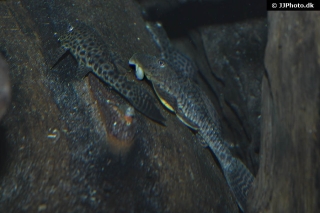 Hypostomus pusarum