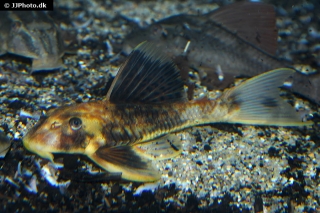 Hypostomus pusarum
