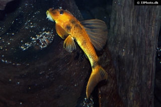 Hypostomus pusarum