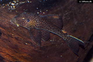 Hypostomus pusarum