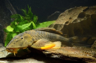 Hypostomus pusarum