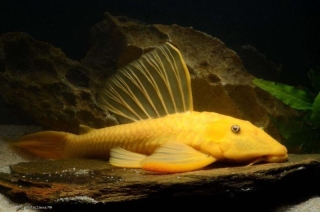Hypostomus pusarum
