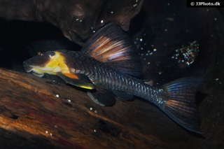 Hypostomus pusarum