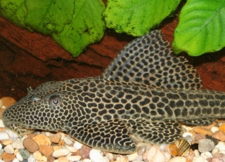 Isorineloricaria acuarius