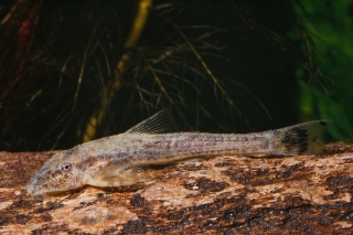 Kronichthys subteres Kronichthys subteres