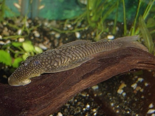 Lasiancistrus saetiger