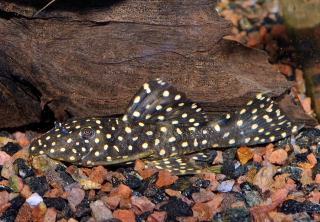 Leporacanthicus galaxias