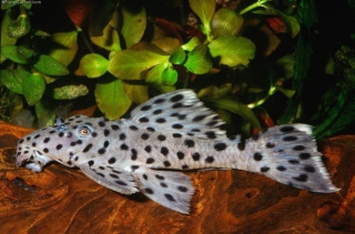 Leporacanthicus joselimai