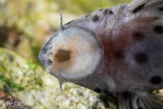 Leporacanthicus joselimai