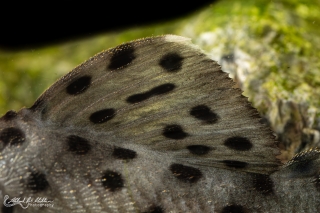 Leporacanthicus joselimai