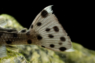 Leporacanthicus joselimai