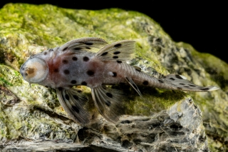 Leporacanthicus joselimai