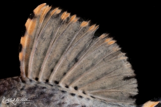 Leporacanthicus triactis