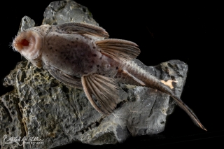 Leporacanthicus triactis