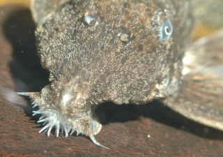 Leporacanthicus triactis