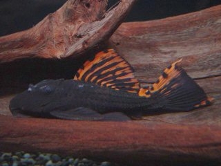 Leporacanthicus triactis