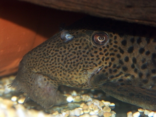 Leporacanthicus triactis