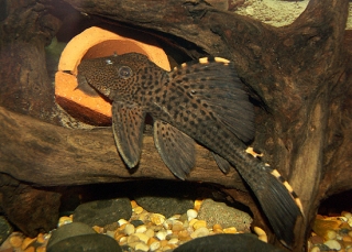 Leporacanthicus triactis