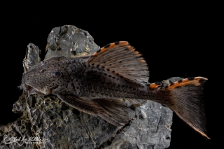 Leporacanthicus triactis