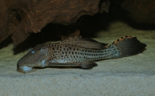 Leporacanthicus triactis