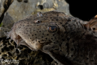 Leporacanthicus triactis