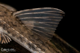 Loricaria lata