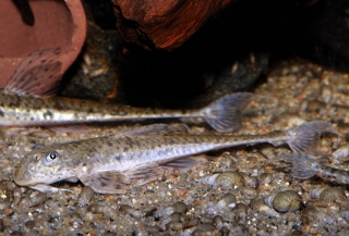 Loricariichthys platymetopon