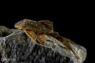 Panaqolus albomaculatus