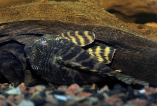 Panaqolus changae