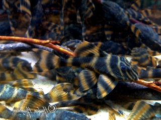 Panaqolus claustellifer