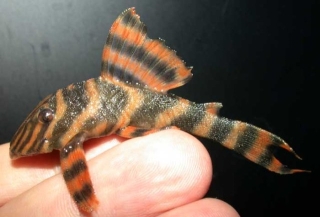 Panaqolus claustellifer