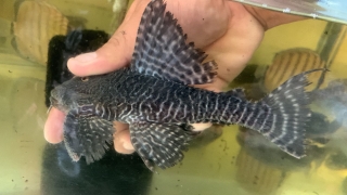 Panaqolus sp. (L453)