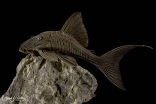 Panaque cochliodon