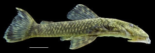 Paralithoxus planquettei