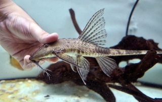 Paraloricaria commersonoides