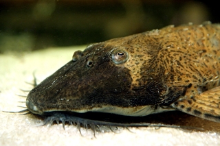 Paraloricaria commersonoides