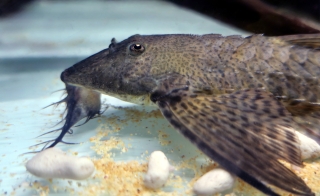 Paraloricaria commersonoides